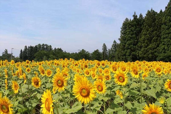 【山形県内発】 桃1箱お土産付! 福を招く「黄金桃」狩り食べ放題と リステル猪苗代 ひまわり畑&アンブレラスカイ(日帰り)3